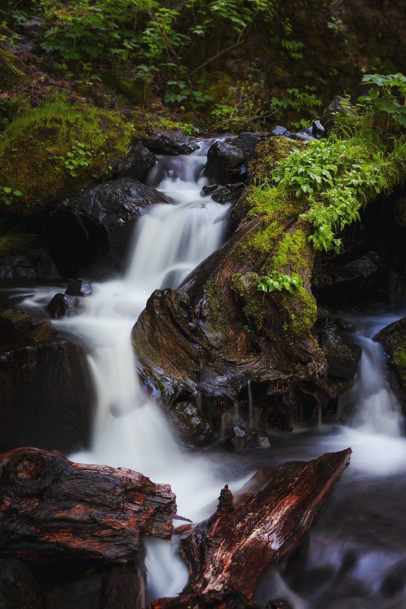 Running Water Surrounded of Trees and Plants
